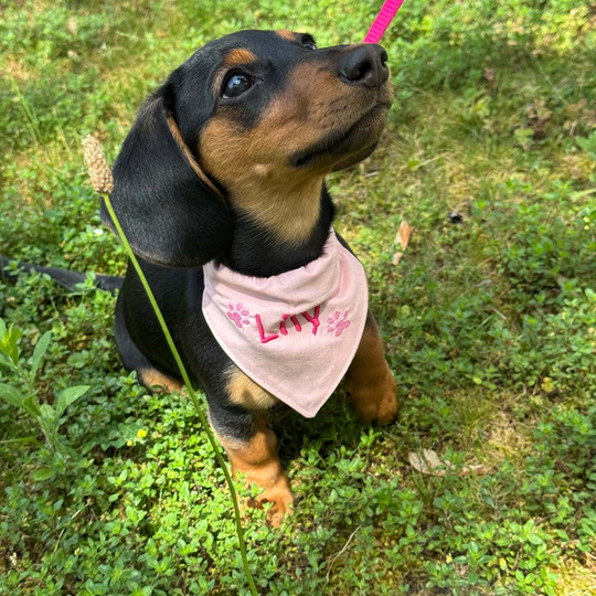 N&auml;hen f&uuml;r Vierbeiner - Bandana f&uuml;r Hunde image number